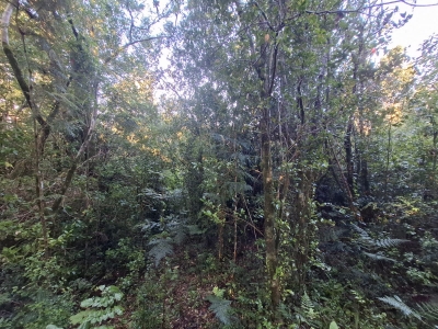 CentroCasas.cl Venta de Parcela en Valdivia, Bonifacio